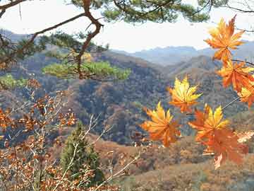 啄木鳥家庭維修服務(wù)質(zhì)量問題處理公告